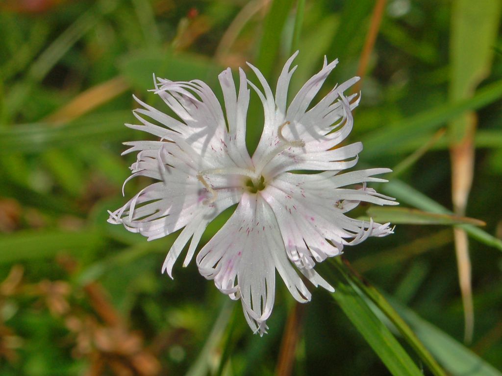 Dianthus monspessulanus